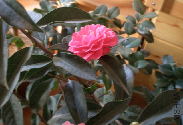 ����һ���Ϻ�ɫ���������ɫƫ��������Ҳû����ʾ��