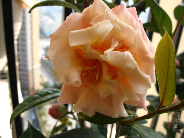 IMG_2745.JPG
