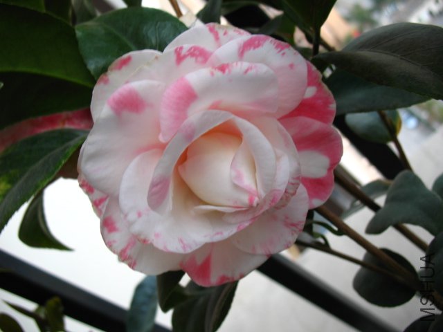 IMG_2759.JPG