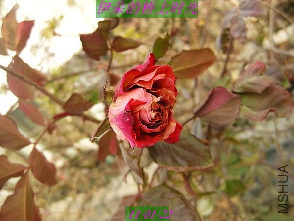 nEO_IMG_��Ƭ 101.jpg