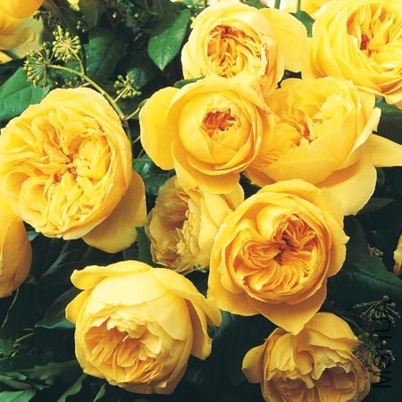 ��������³˹�� (1).jpg