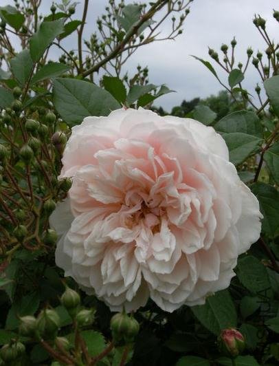 ������԰�� (3).jpg