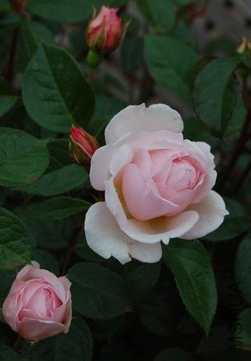 ������԰�� (2).jpg