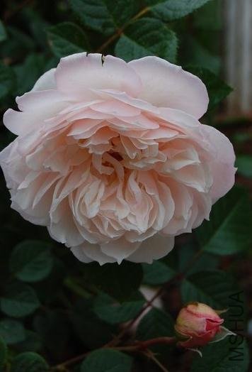 ������԰�� (4).jpg