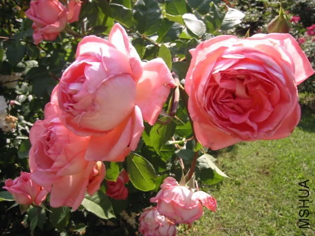 ������˹��������1 (1).jpg