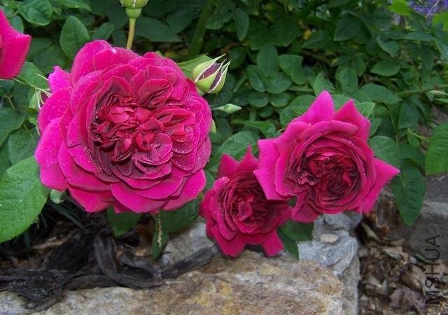 ��Ӱ���� (6).jpg