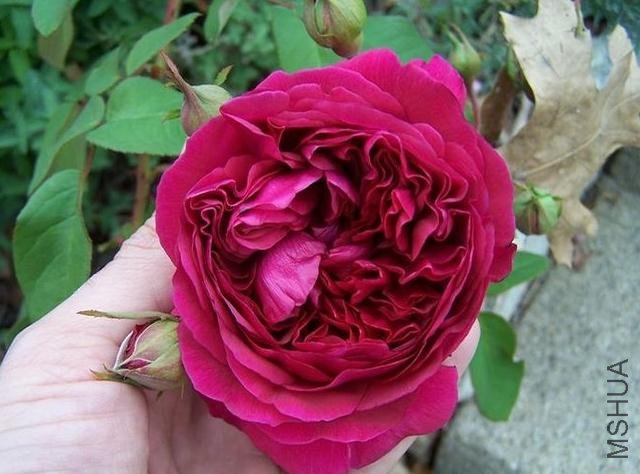 ��Ӱ���� (5).jpg