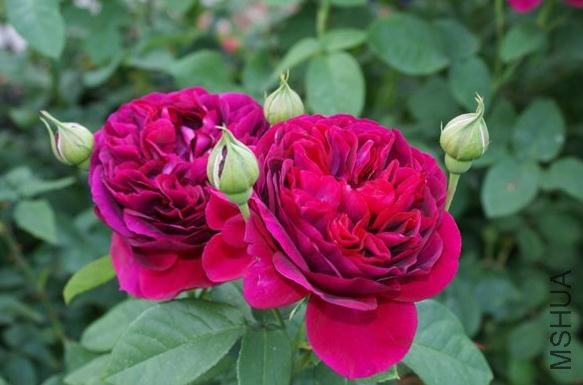 ��Ӱ���� (4).jpg