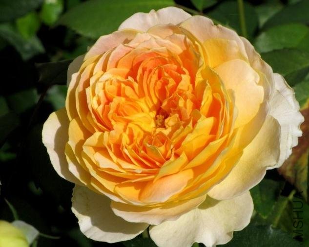 Ħ���� (2).jpg