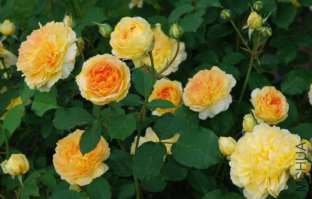 Ħ���� (1).jpg