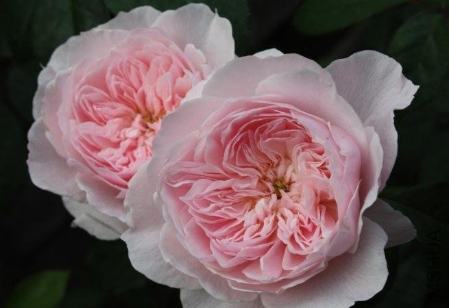 ��ʿ��2008 (2).jpg