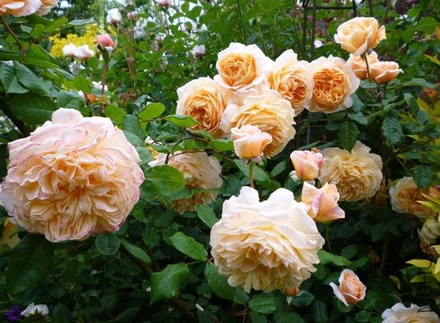 ̫����������� (4).jpg