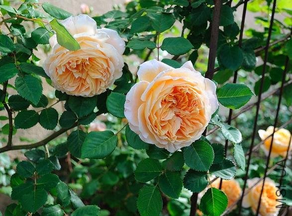 ̫����������� (9).jpg