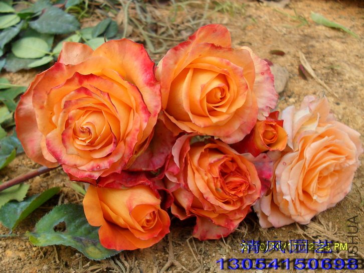 ���չ���2 (4).jpg