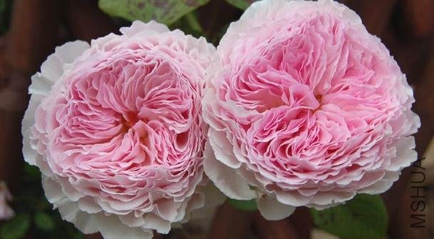 ղķ˹���� (8).jpg