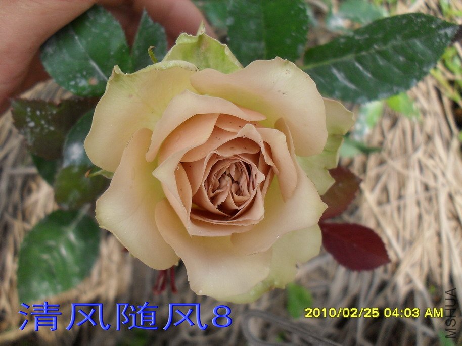 ��������11 (1).jpg