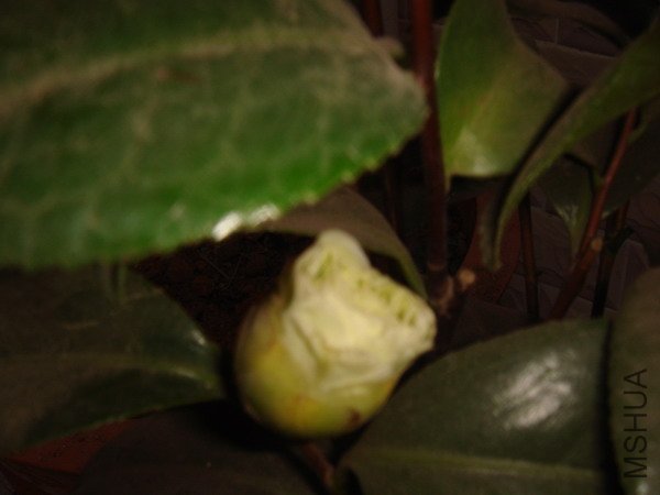 ��ؿ�������������δ�򿪡�