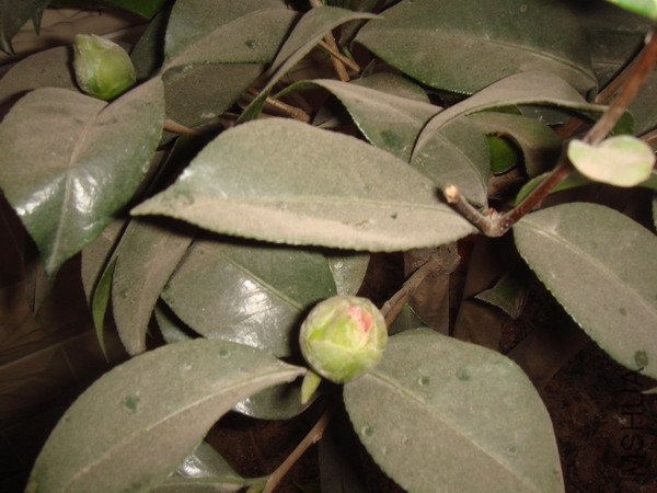 ������¶����