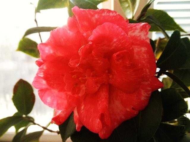 P1253397 - ����.JPG