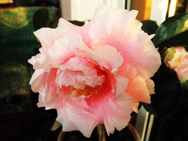 P1253399 - ����.JPG