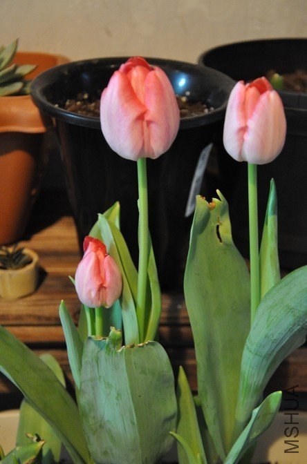 �տ����������