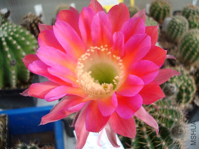 m20101008175036.jpg