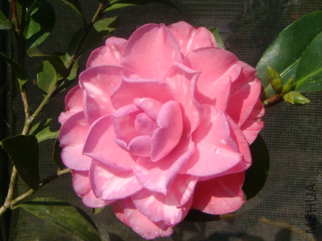 ��ɳ����