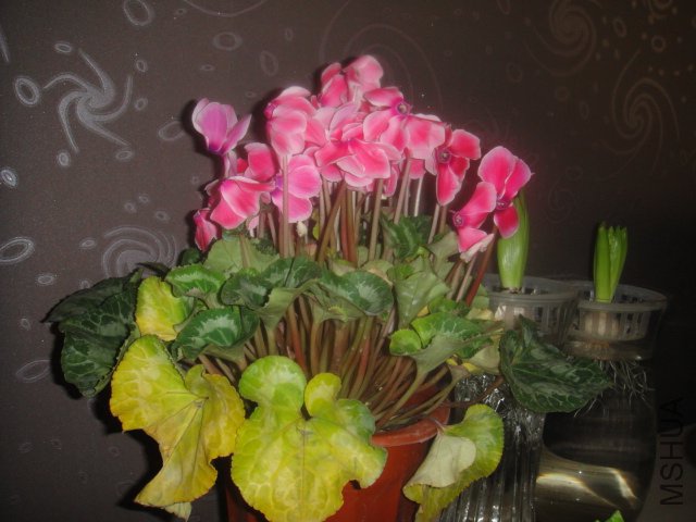 DSC02477.JPG