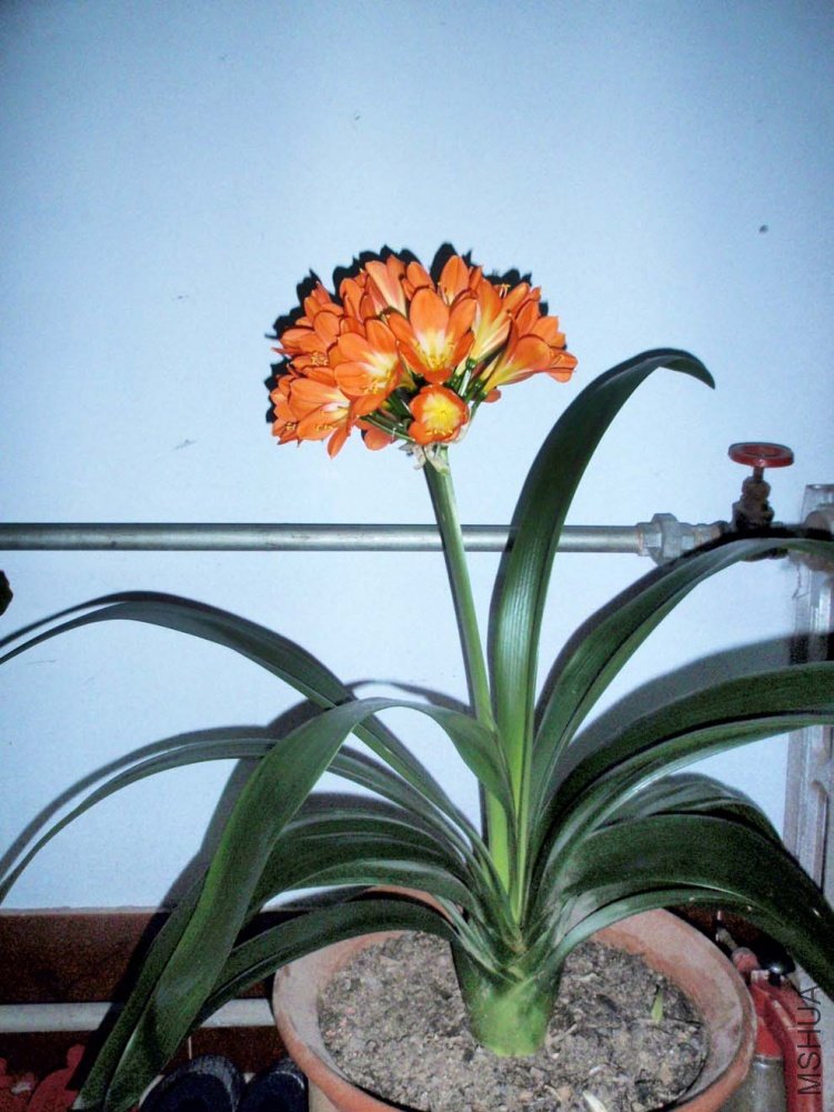 �󻨾�����1