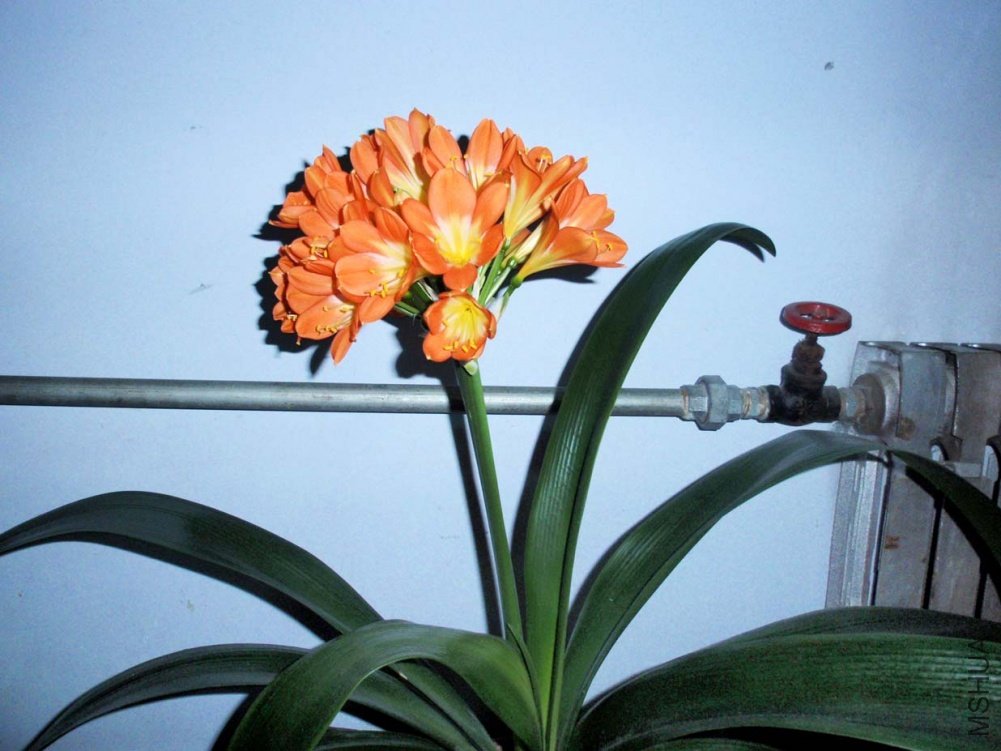 �󻨾�����2