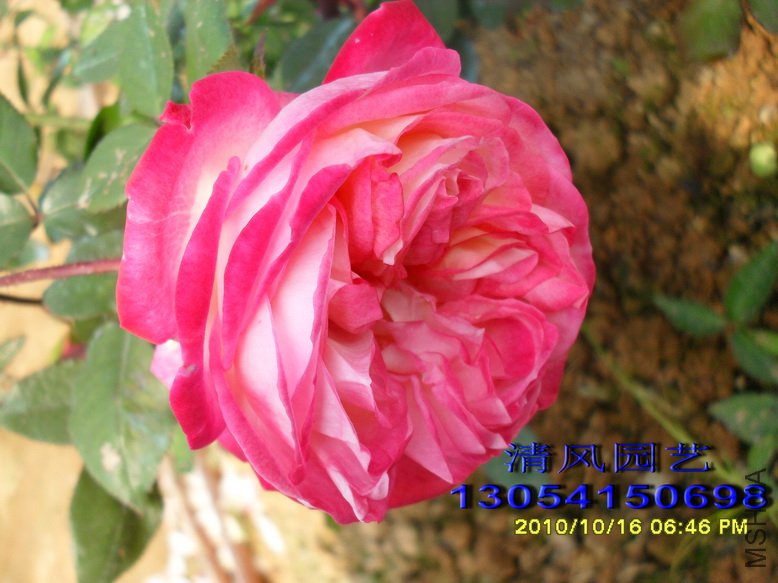 ���� (8).jpg