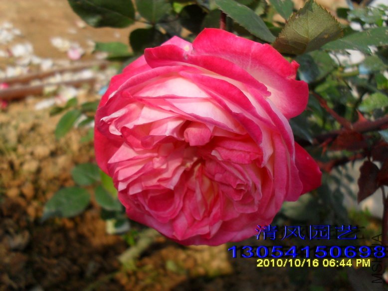 ���� (5).jpg