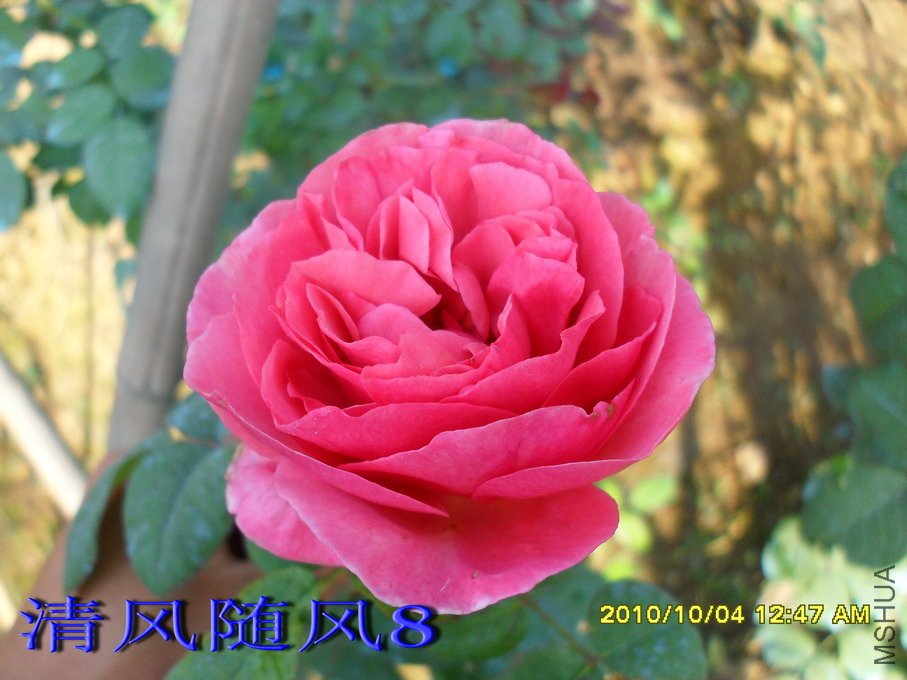 ������ (3).jpg