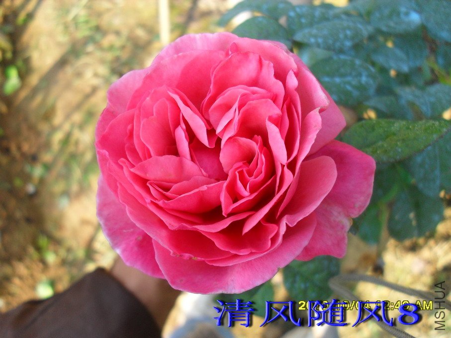 ������ (5).jpg