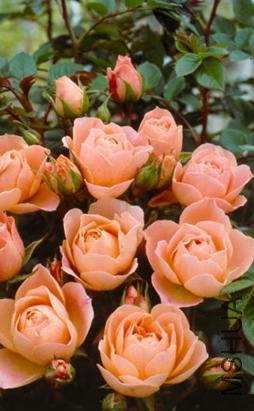 ���ۻ��� (6).jpg