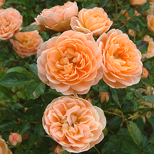 ���ۻ��� (7).jpg