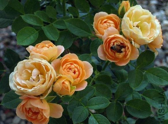 ���ۻ��� (9).jpg