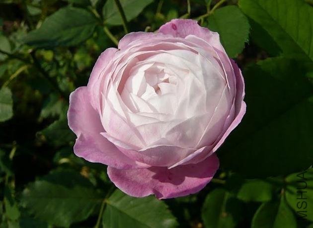 Ƥ�������ȷ��� 1 (1).jpg