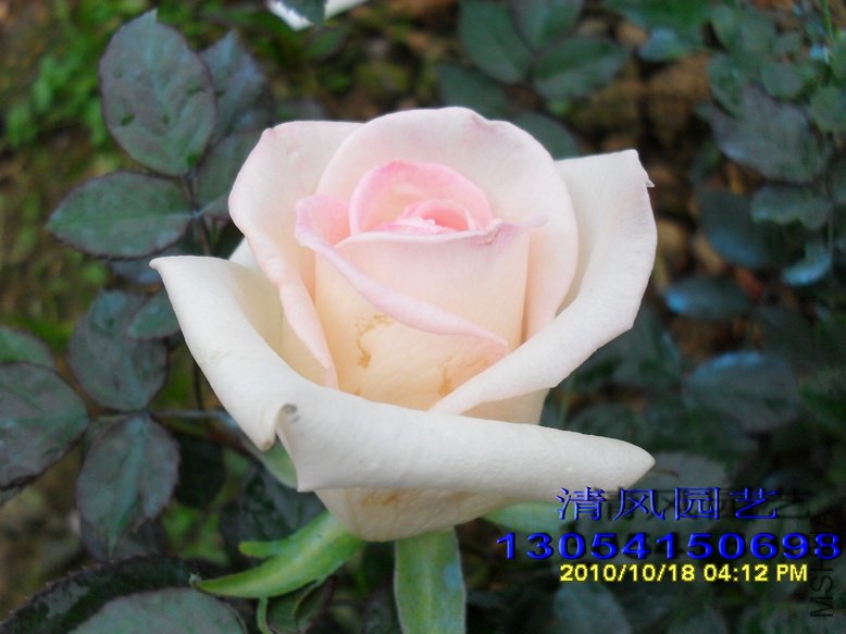 ������1 (2).jpg