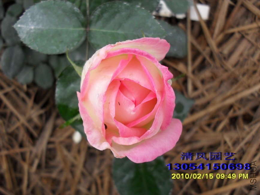 Ħ��繫�� (2).jpg