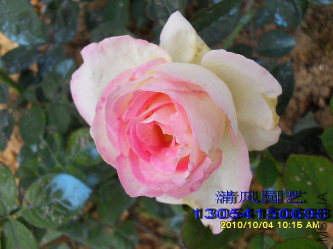 Ħ��繫�� (7).jpg