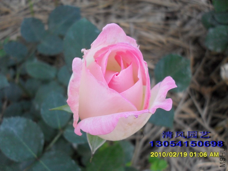 Ħ��繫�� (4).jpg