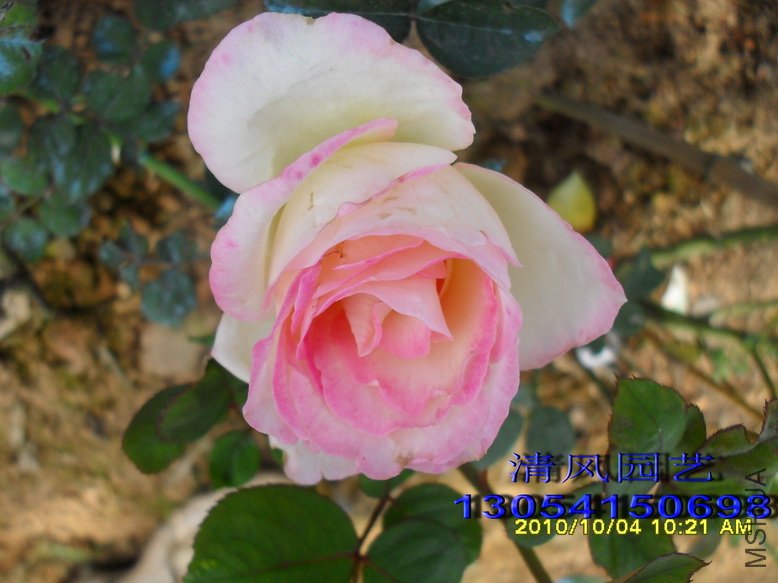 Ħ��繫�� (1).jpg