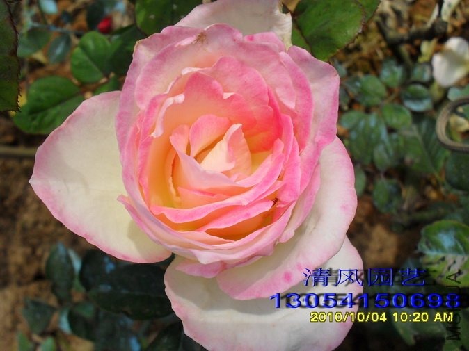 Ħ��繫�� (8).jpg