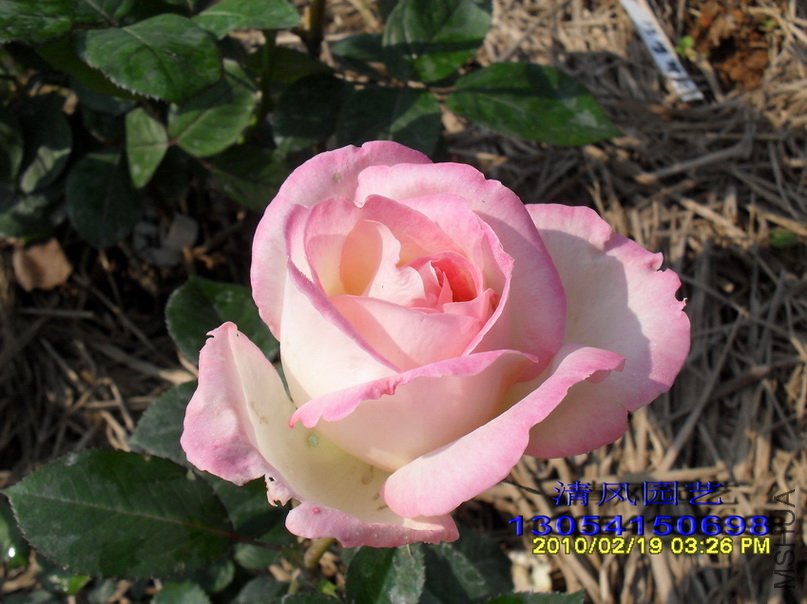 Ħ��繫�� (5).jpg