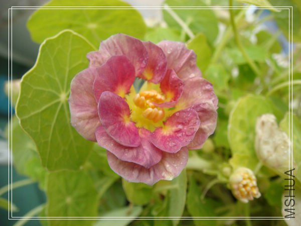 �����Ĳ�զ��������