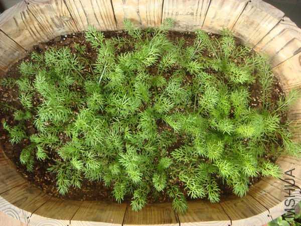 Ҷ���е���