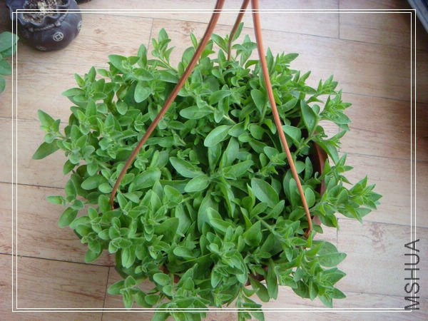 �����ɳ���