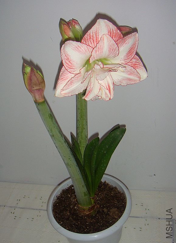 DSC06244.JPG