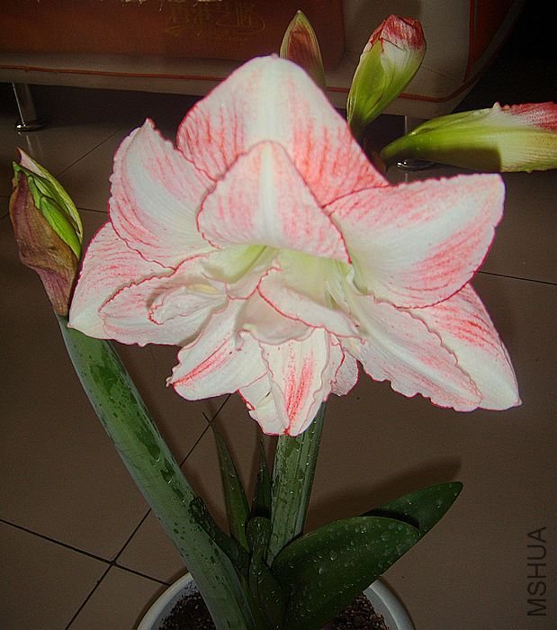 DSC06232.JPG